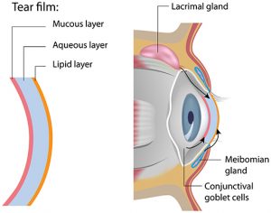 tear gland anatomy illustration